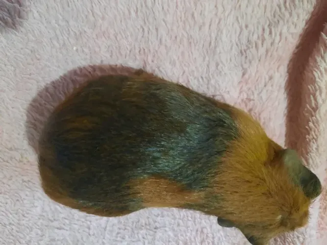 Porquinha da índia Inglês