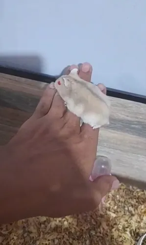Hamster anão russo