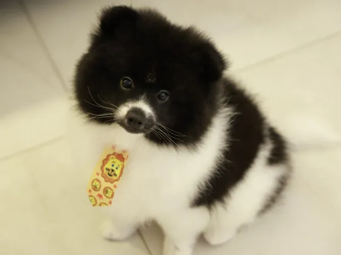 Filhote Macho Pomsky Mini - Merle
