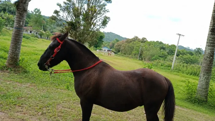 Cavalo pônei