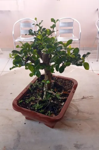 Bonsai de acerola