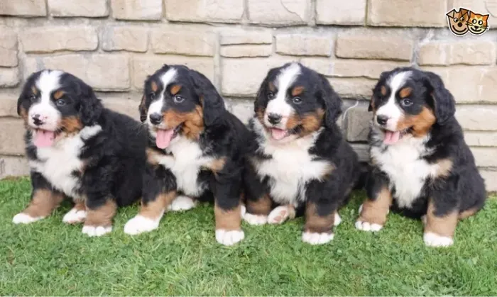 Bernese Mountain Filhote com Loja Física e Garantia