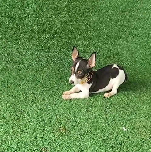Pinscher vacinação importada 01 lindo