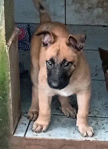 Filhote de cachorros pastor malinois