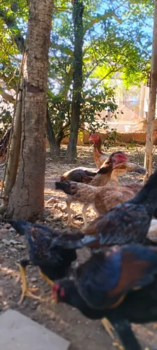 Galo e galinhas índias 