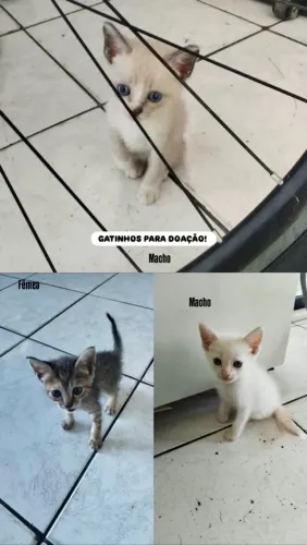 Gatinhos Para Doação!!