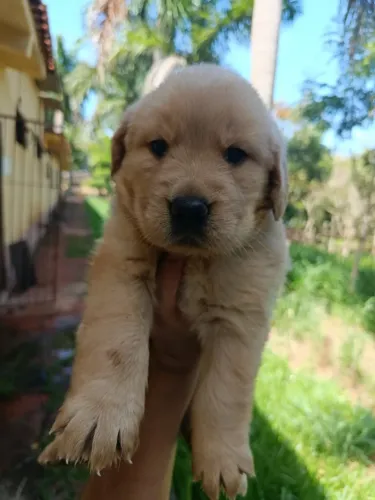 Golden retriever ideal para crianças