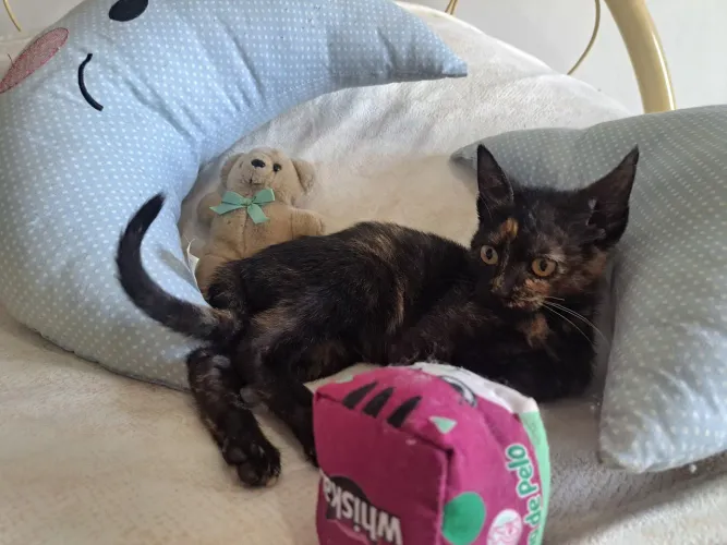 Gatinha escaminha 3 meses