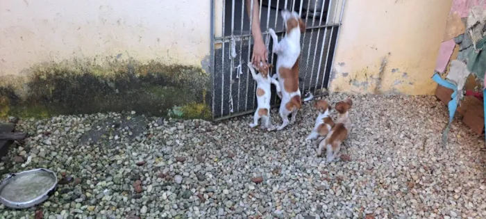 Cachorro pinscher