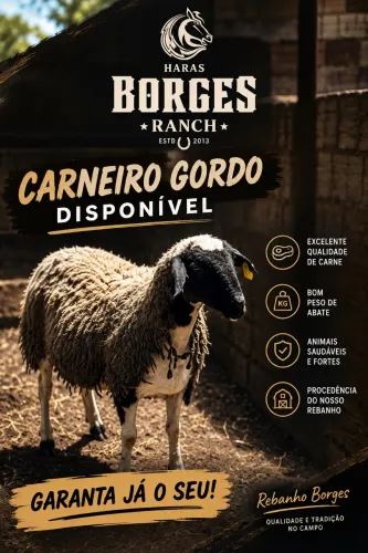 Carneiro castrado no ponto de abate