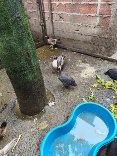 Vendo casal de galinha da Angola
