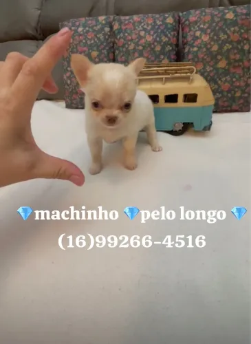 CHIHUAHUA MACHINHO PELO LONGO CREME CIQUINHO