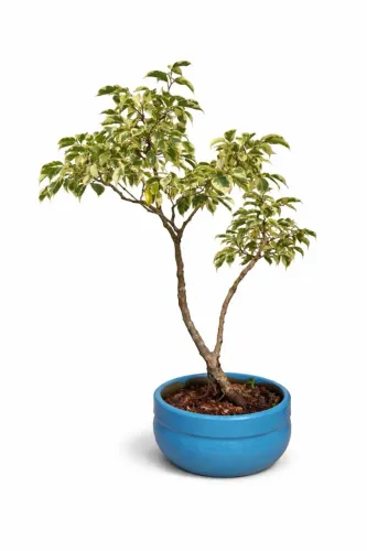 Bonsai de Ficus Variegata