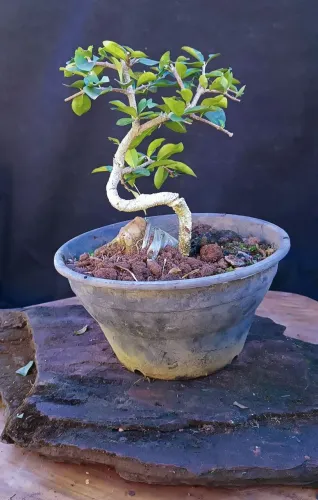 Pré bonsai acerola na pedra