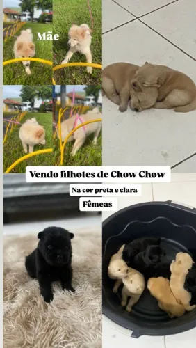 Vendendo filhotes de cachorrinhos chow chow