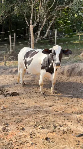 Vendo mini vaca leiteira 