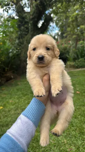Opção de raça muito procurada: Golden Retriever