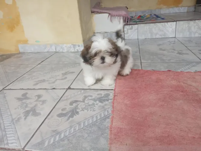 Filhote de Shih Tzu Fêmea