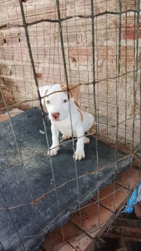 Pitbull