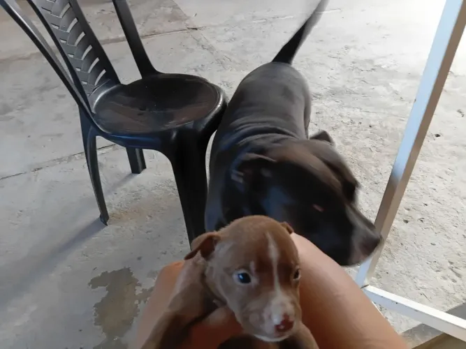 Filhote de pitbull