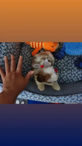 Shitzu lindos com 2 vacinas importadas filhote mini