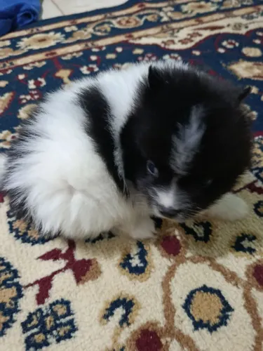 Lindo lindo filhote de spitz alemão