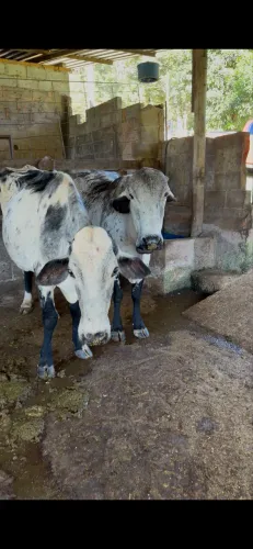 Vaca