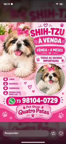 Shitzu com pedigree
