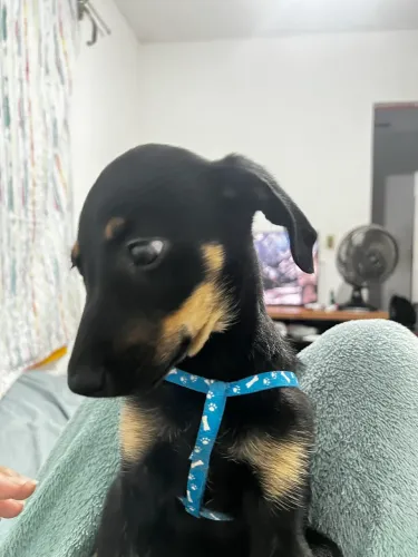 Doando cachorrinha 