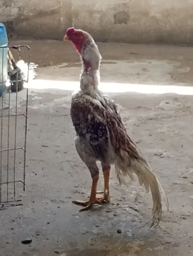 Galo índio