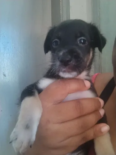 Cachorros para doação 2 filhotes 2 meses e 2 filhotes maiores de 8 meses