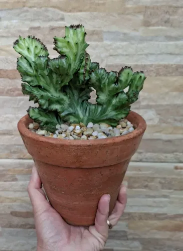 Euphorbia lactea cristata