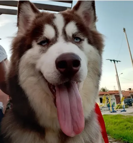 Husky Siberiano macho procurando uma namorada 