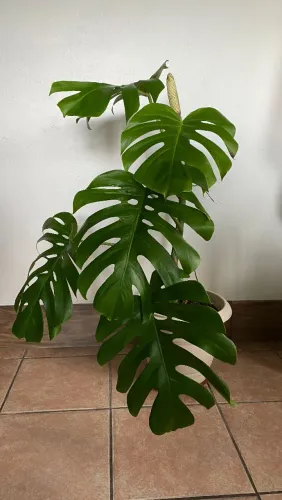 Plantas de estimativa
