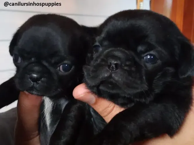pug adquira hoje o seu entrega mediata 
