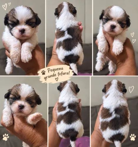 Shihtzu macho Reservas.