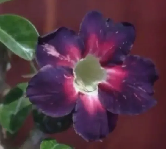 Rosa do deserto buque uva