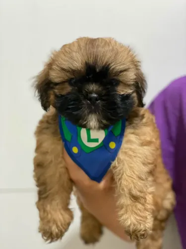 Filhote de shihtzu
