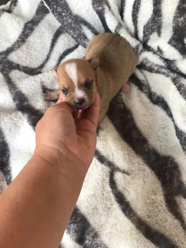 Lindas filhotes de pinscher zero puros 599 reais