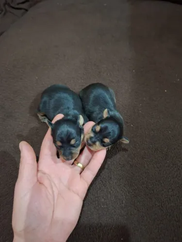 filhotes de pinscher machos Muito Pequenos!