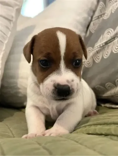 beagle x fox Seu novo melhor amigo está prontinho para ir para casa. Zap 9.975I.649I