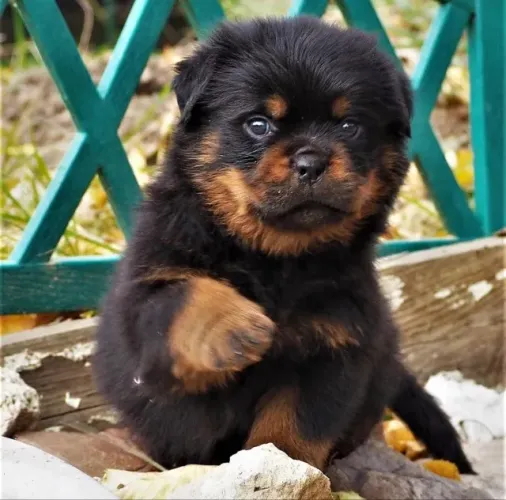Rottweiler com excelente genetica