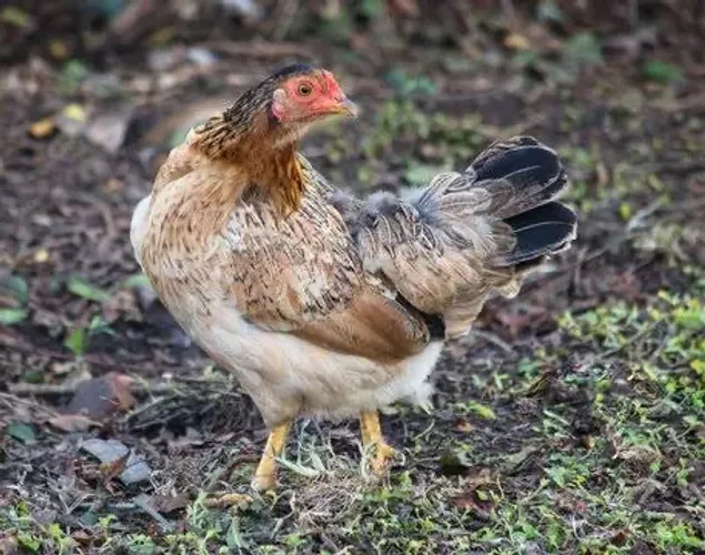Vende-se galinha caipira limpa