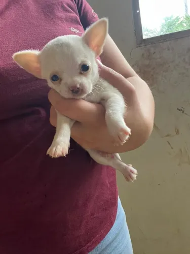 Chihuahua super carinhoso
