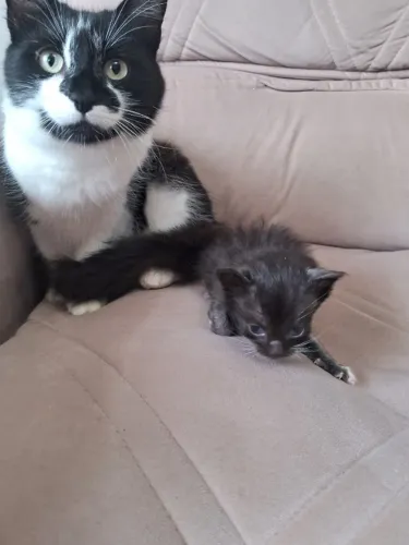 Gatinhas