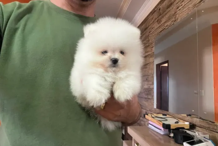 Filhote Lulu da pomerania 