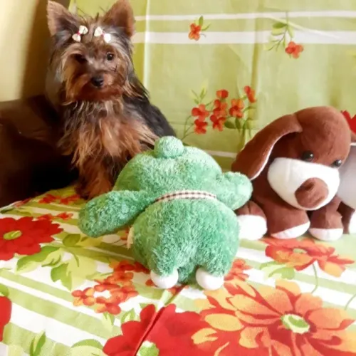 Fêmea York Porte Pequeno Com 7 Meses, (Aceito cartão)