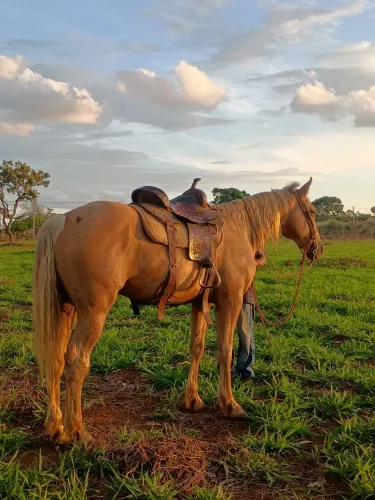 Cavalo Quarto de milha
