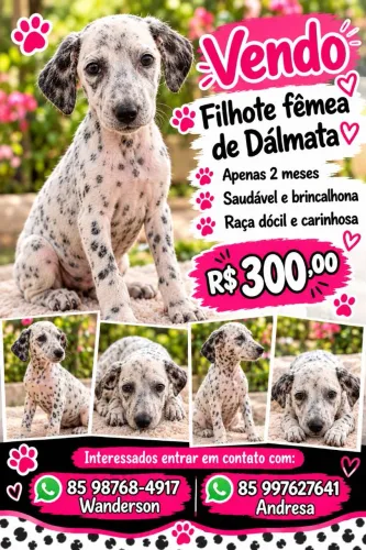 Vendo filhote de dálmata fêmea,apenas 2 meses Valor 300 reais