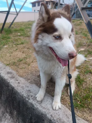 Husky siberiano em busca de uma namorada
